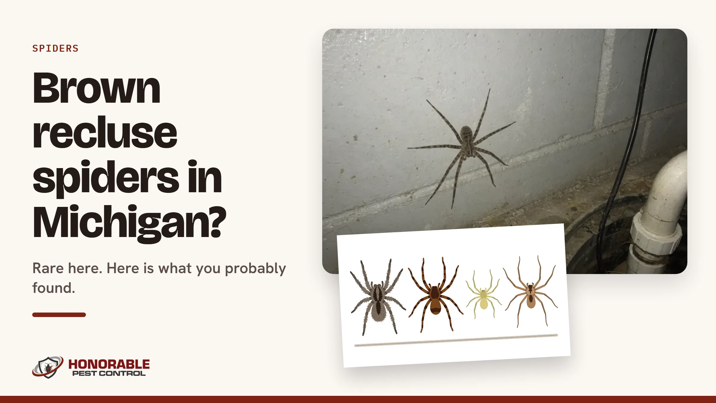 Blog cover reading "Brown recluse spiders in Michigan?" with a photo of a fishing spider on a basement wall and a drawing from the post