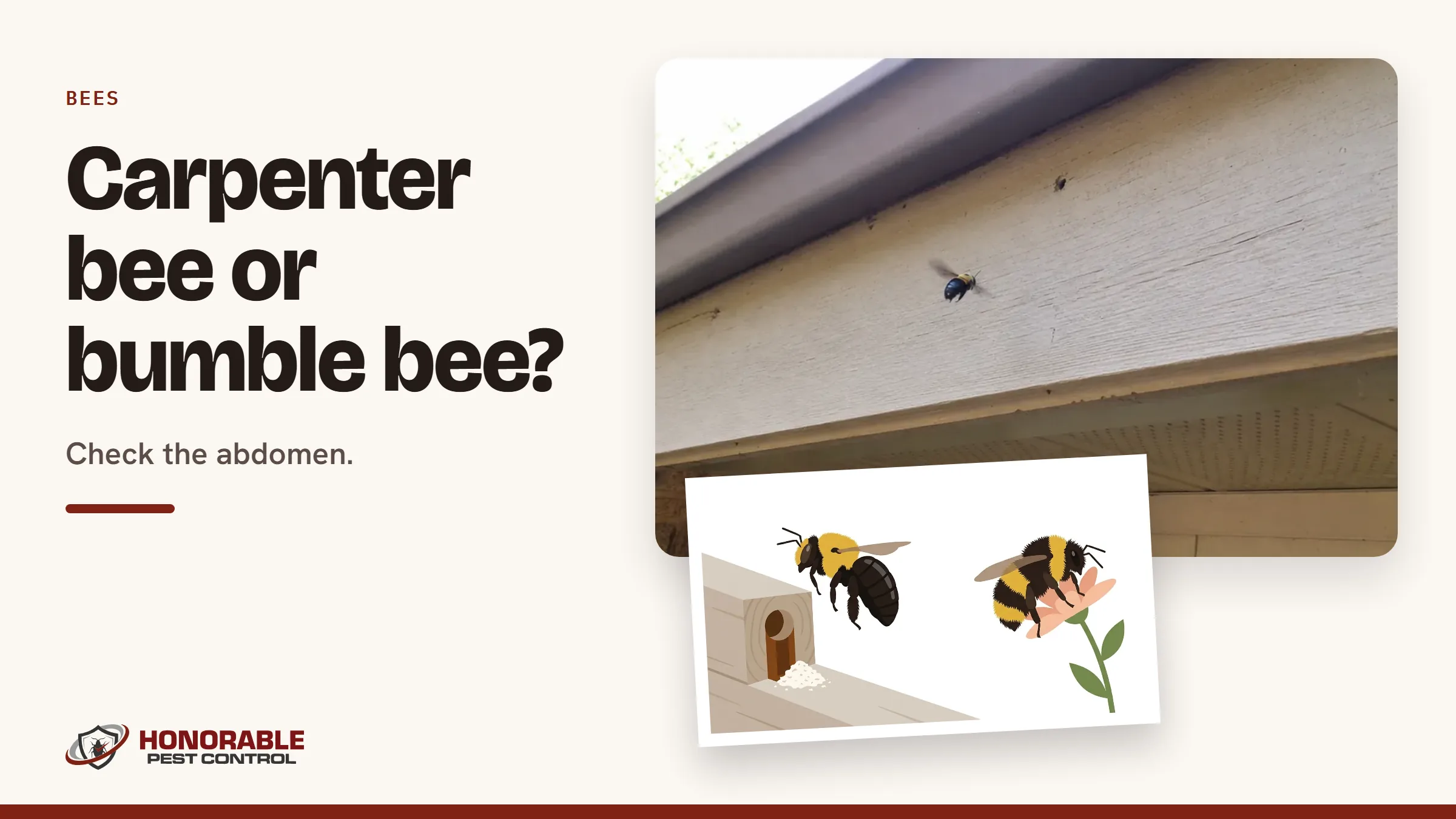 Blog cover reading "Carpenter bee or bumble bee?" with a photo of a carpenter bee hovering at a fascia board and a drawing from the post