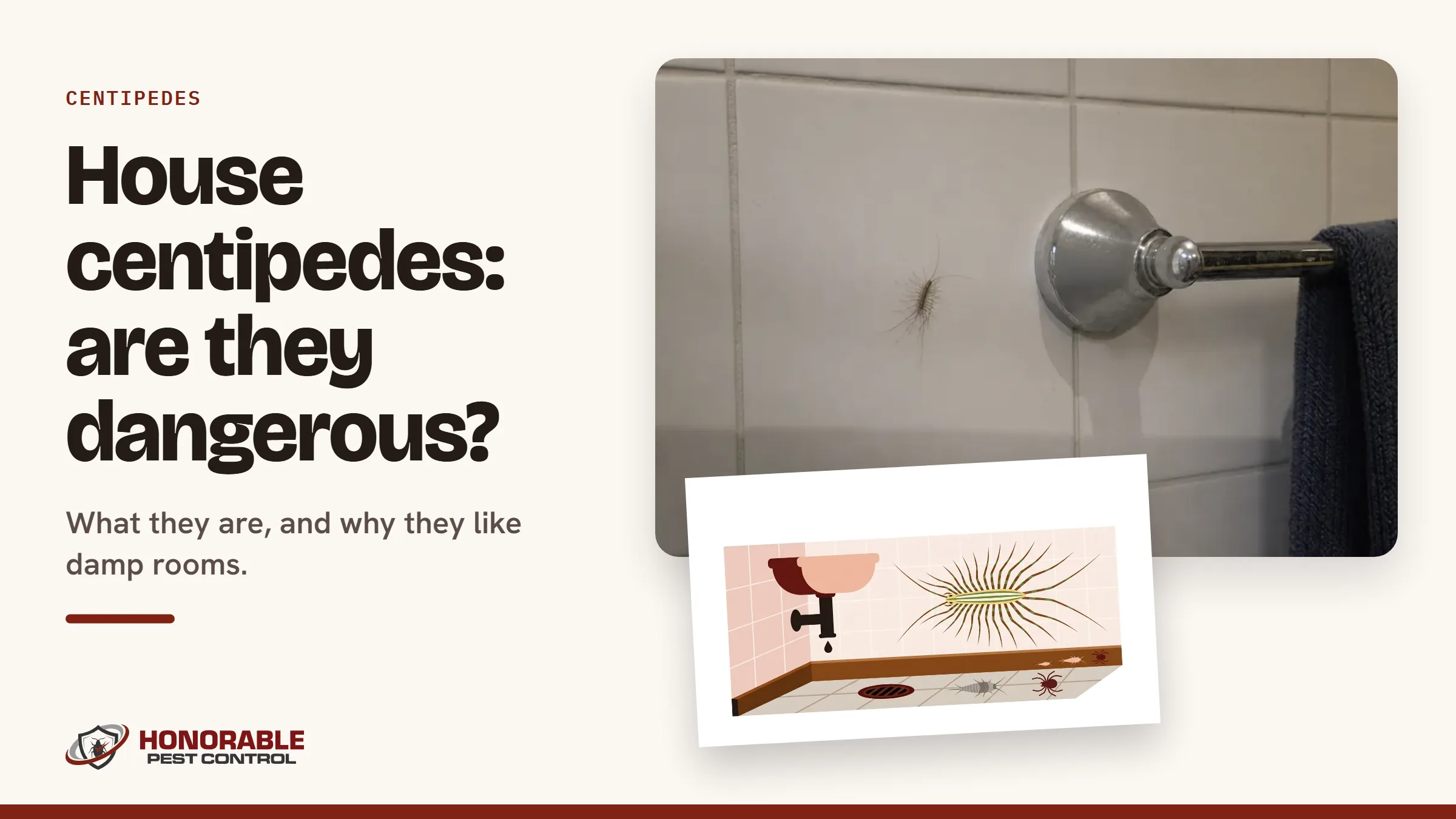 Blog cover reading "House centipedes: are they dangerous?" with a photo of a house centipede on a bathroom wall and a drawing from the post