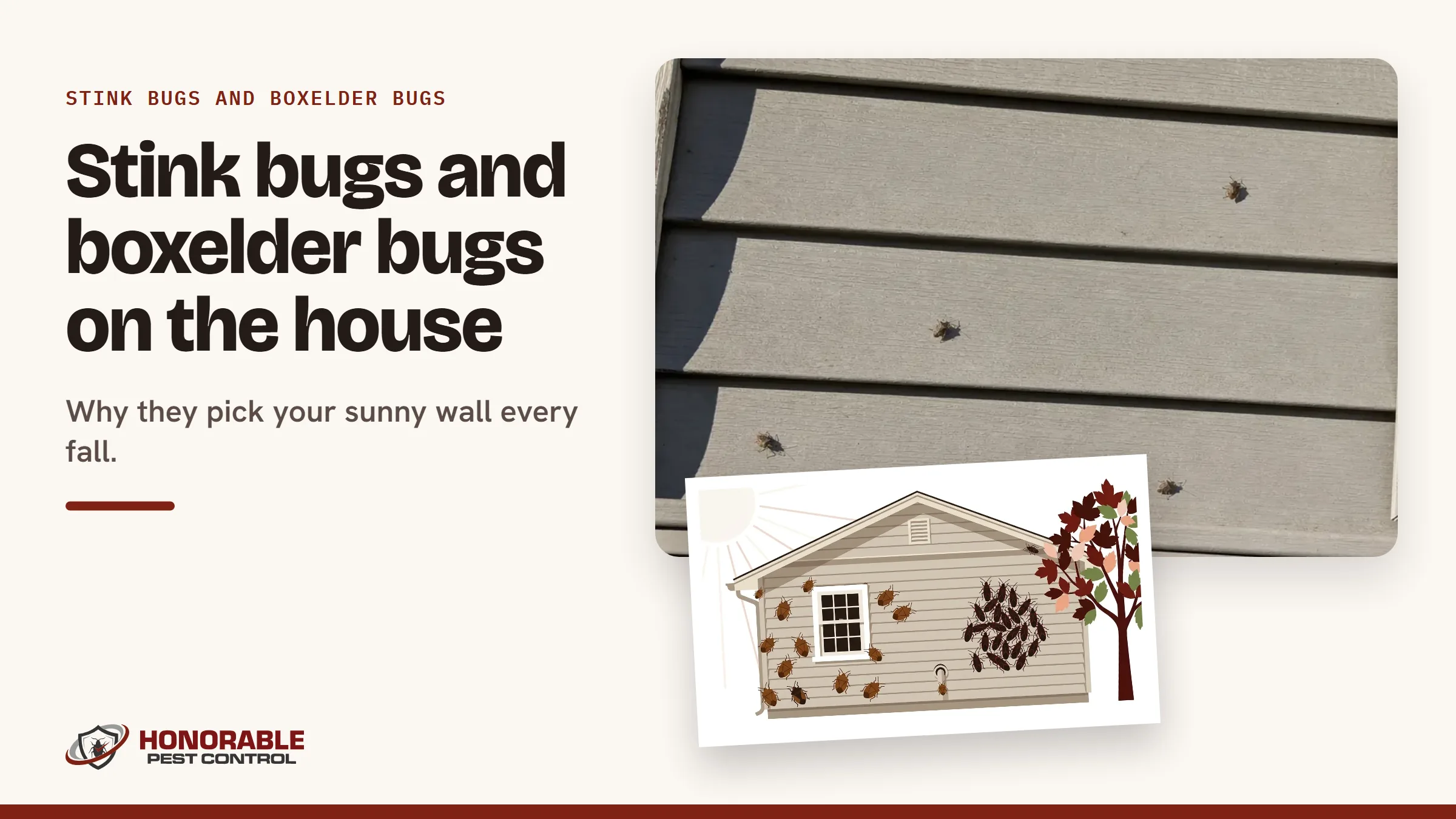Blog cover reading "Stink bugs and boxelder bugs on the house" with a photo of stink bugs on sunny siding and a drawing from the post
