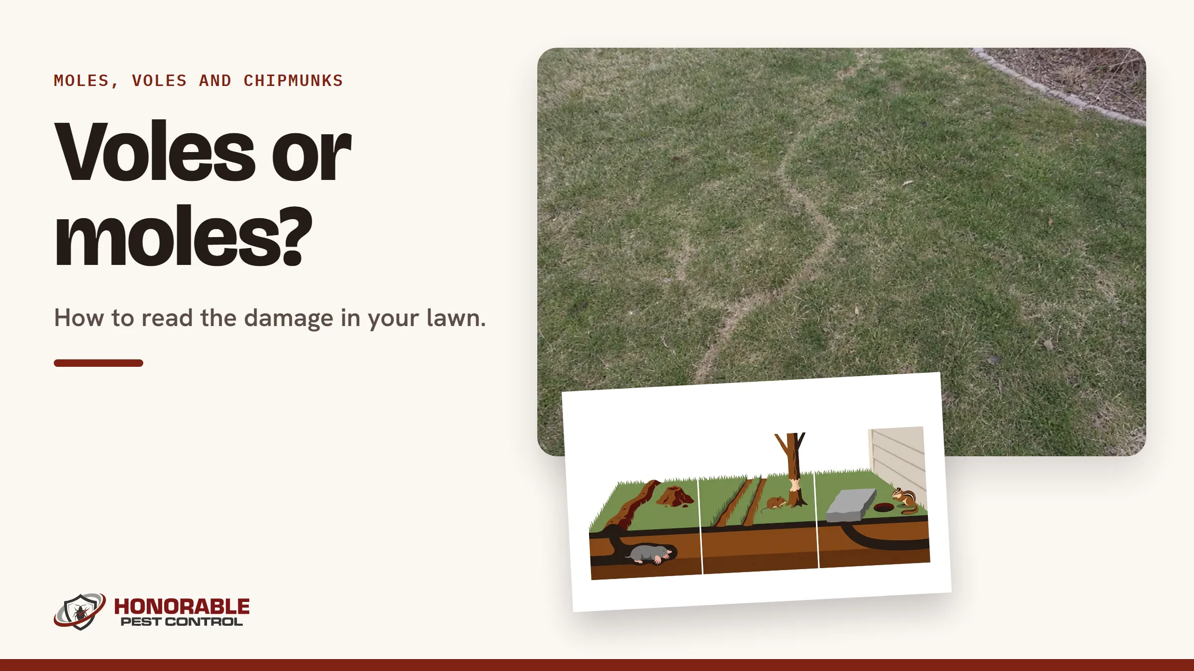 Blog cover reading "Voles or moles?" with a photo of vole runways in a lawn after the snow melts and a drawing from the post