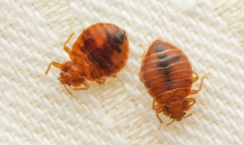 Bed bugs, a pest treated by Honorable Pest Control in Southeast Michigan