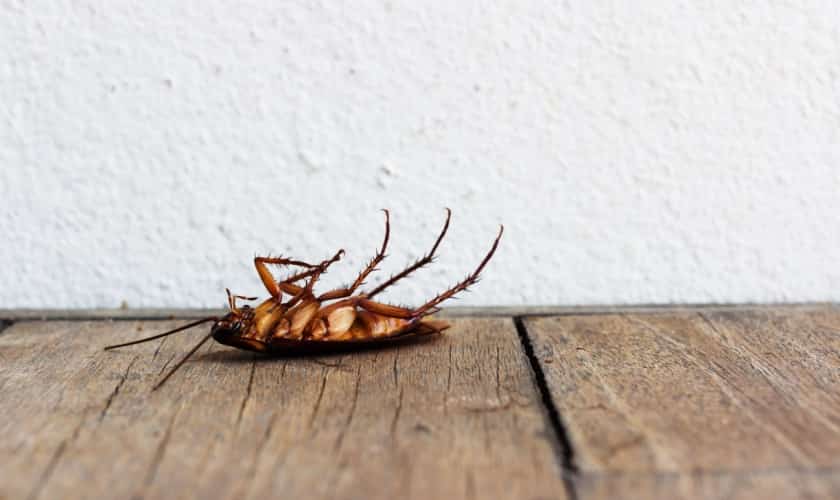 Cockroach, a pest treated by Honorable Pest Control in Southeast Michigan