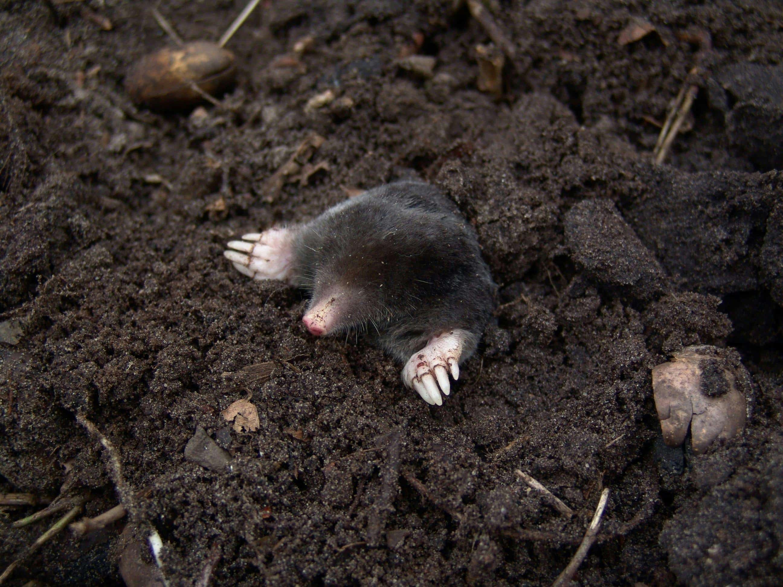Mole, a pest treated by Honorable Pest Control in Southeast Michigan