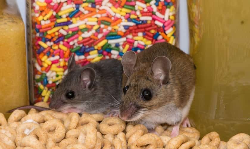 Mouse, a pest treated by Honorable Pest Control in Southeast Michigan