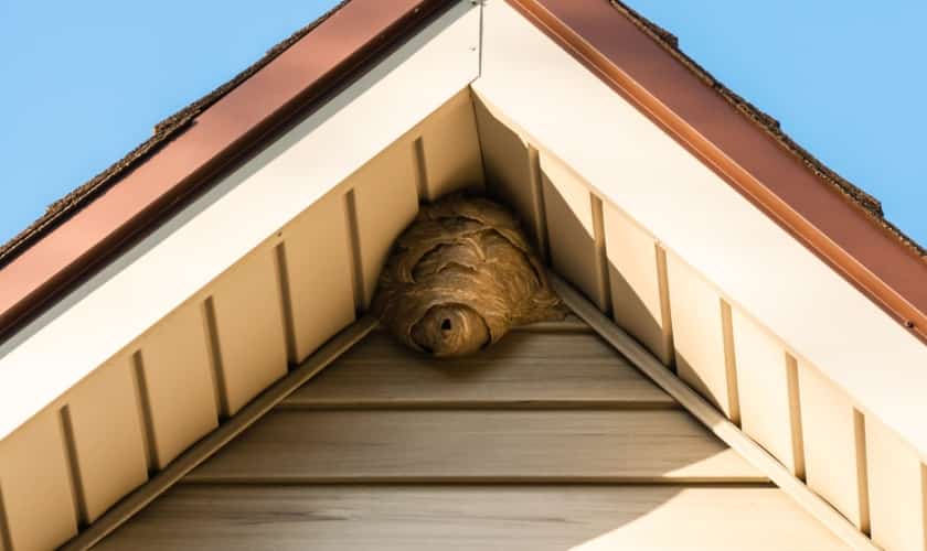 Bald-faced hornet nest, a pest treated by Honorable Pest Control in Southeast Michigan