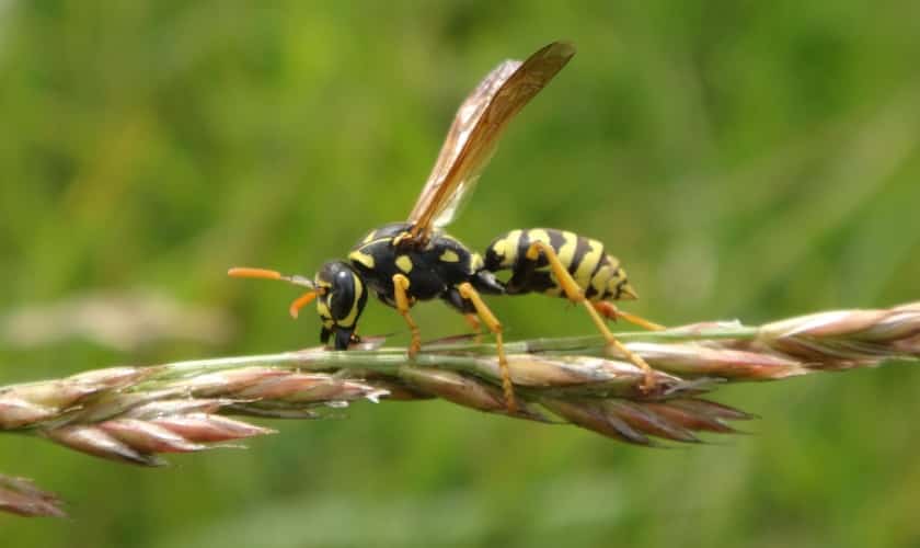 Paper wasp, a pest treated by Honorable Pest Control in Southeast Michigan