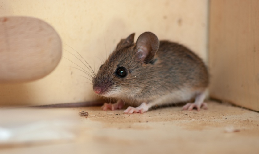 Are Rodents a Common Problem in Ann Arbor?