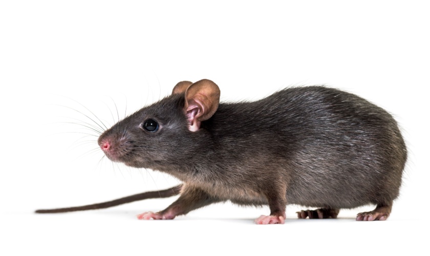 Best Rodent Exterminators in Ann Arbor, MI