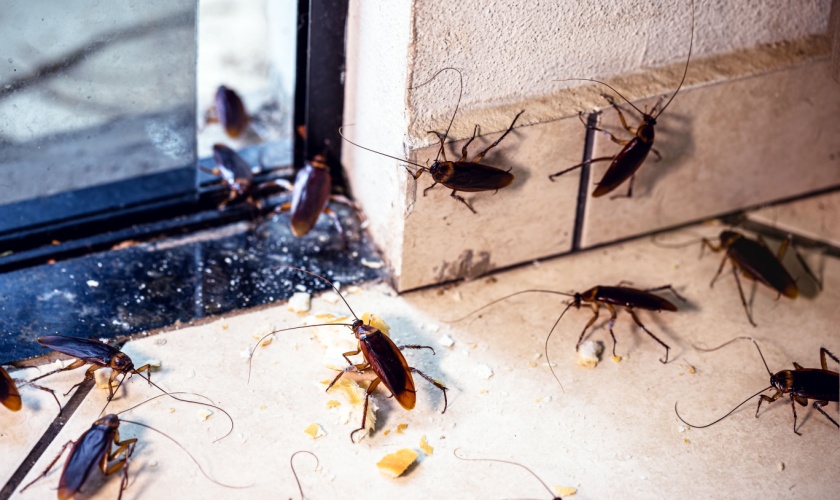 Protect Your Ann Arbor Home from a Cockroach Infestation