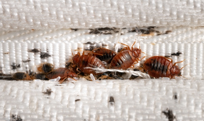 Ann Arbor’s Best Bed Bug Control