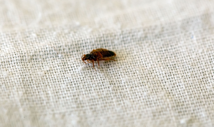 How Do I Know If I Have Bed Bugs?