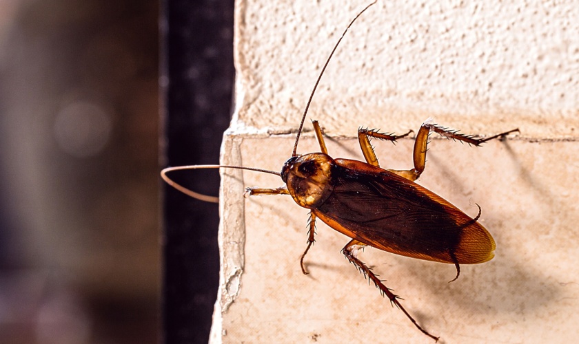 Cockroach Control Tips for Ann Arbor Homeowners