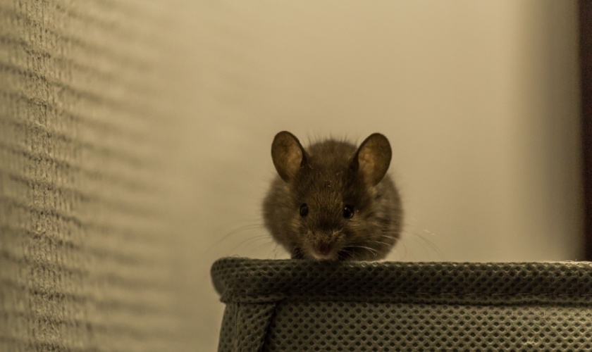 What Should I Do If I Saw a Mouse in My Home?