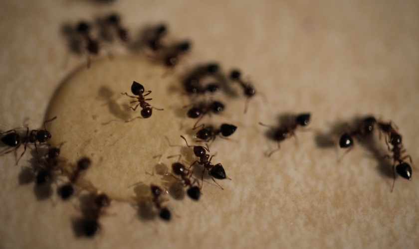 What Should I Do If I See a Trail of Ants in My Kitchen?