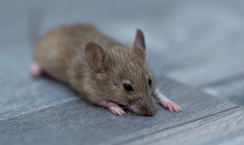 Top 5 Signs You Have a Mouse Problem in Your Ann Arbor Home