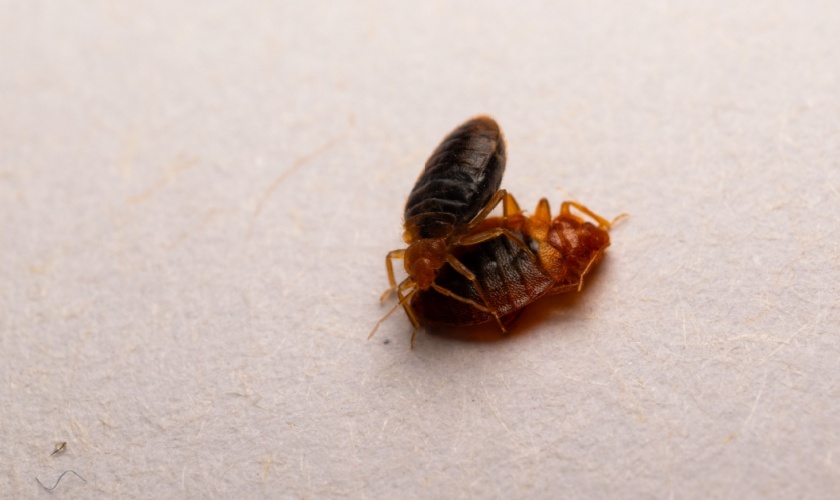 What Should I Do If I Discover Bed Bugs in My Home?