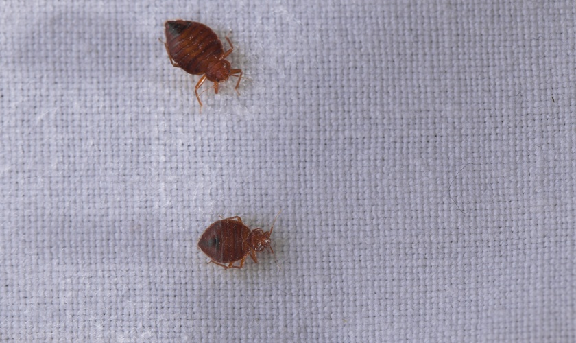 Bed Bugs in Ann Arbor, MI: What Every Resident Should Know