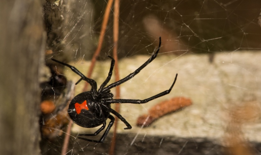 Best Spider Exterminators in Ann Arbor, MI