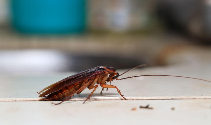 Best Cockroach Exterminators in Ann Arbor, MI