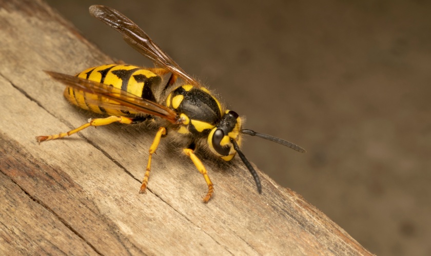 Protect Your Ann Arbor Home from Yellowjackets and Hornets