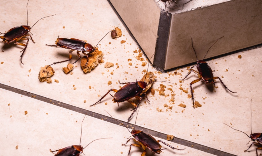 The Dangers of a Cockroach Infestation: What You Need to Know