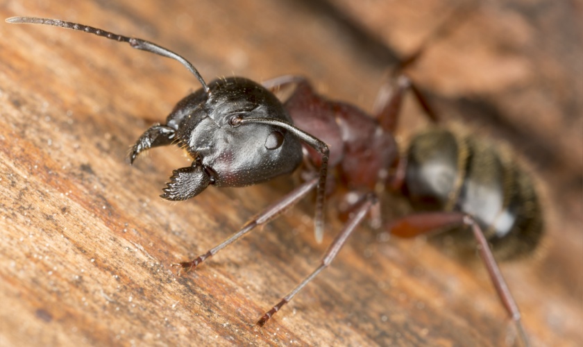 Do Carpenter Ants Cause Structural Damage?