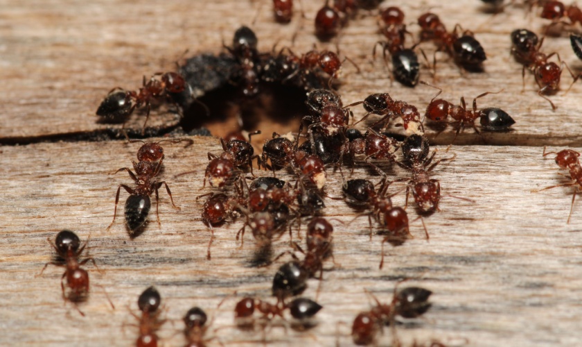 Are Carpenter Ants Common in Ann Arbor, MI?