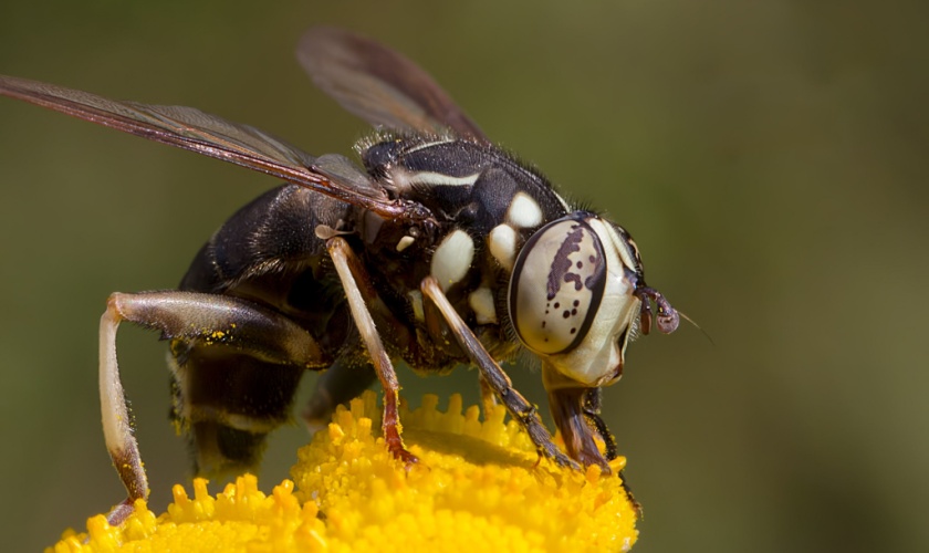 How to Prevent Stinging Insects from Taking Over Your Yard