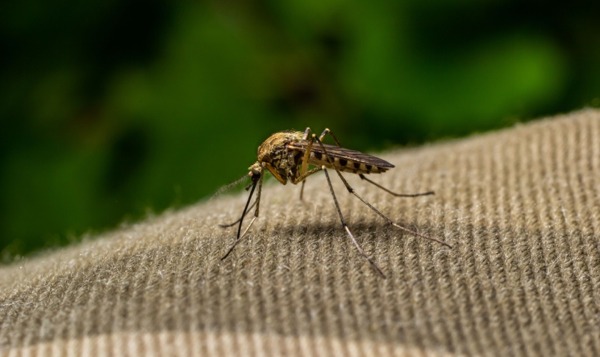 Mosquito Problems for Ann Arbor Residents
