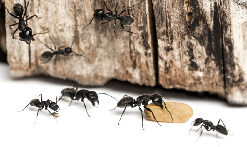 Protecting Your Ann Arbor Home from Carpenter Ants