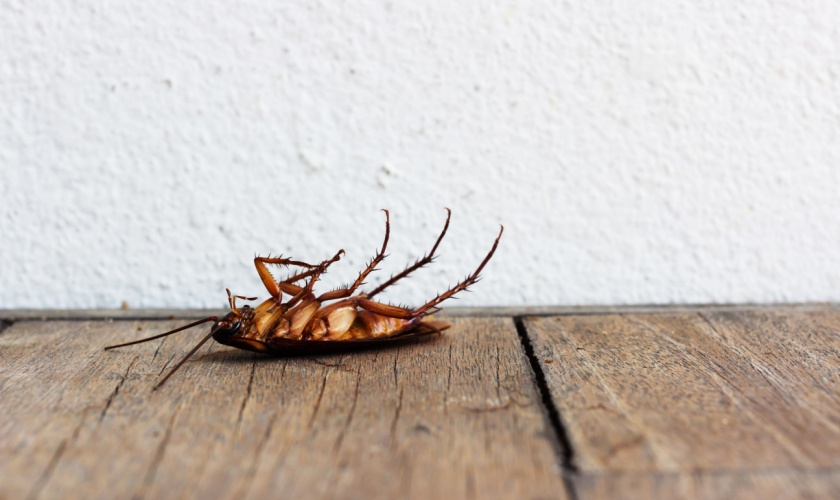 Ann Arbor’s Top Choice for Cockroach Control