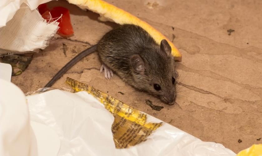 Can I Get Rid of a Mouse Problem on My Own?